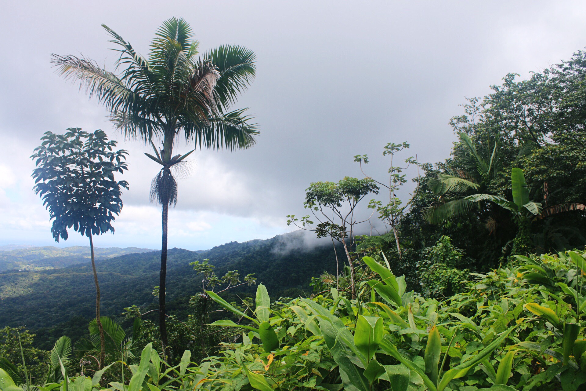 View from Yokahu Observation Tower in El Yunque Rainforst National Forest