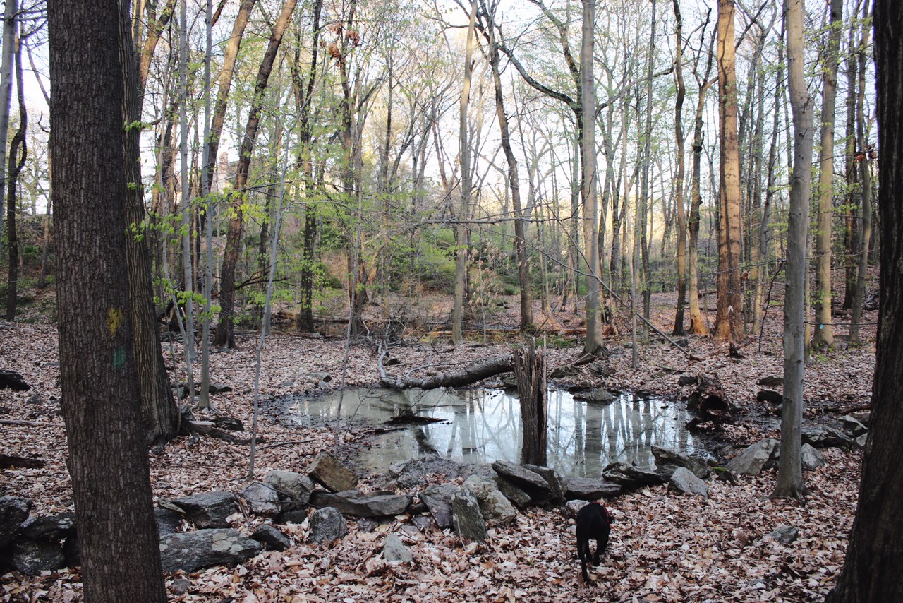 hiking near wesport and fairfield, Mill Hill open space