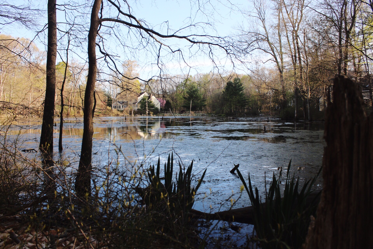 Hiking near Westport CT Town of Fairfield Mill Hill Open Space April