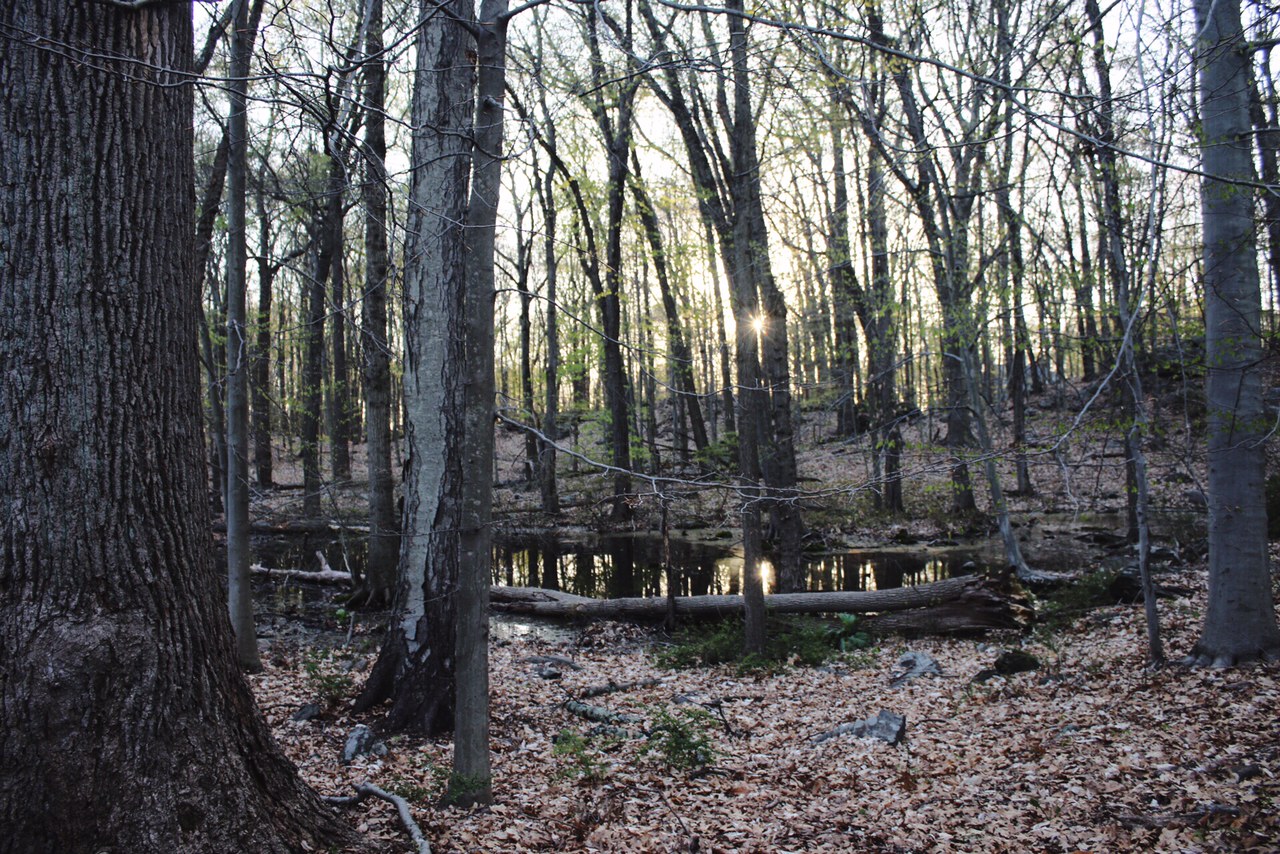 Hiking with kids in Southport Connecticut Town of Fairfield Mill Hill Open Space May 2016