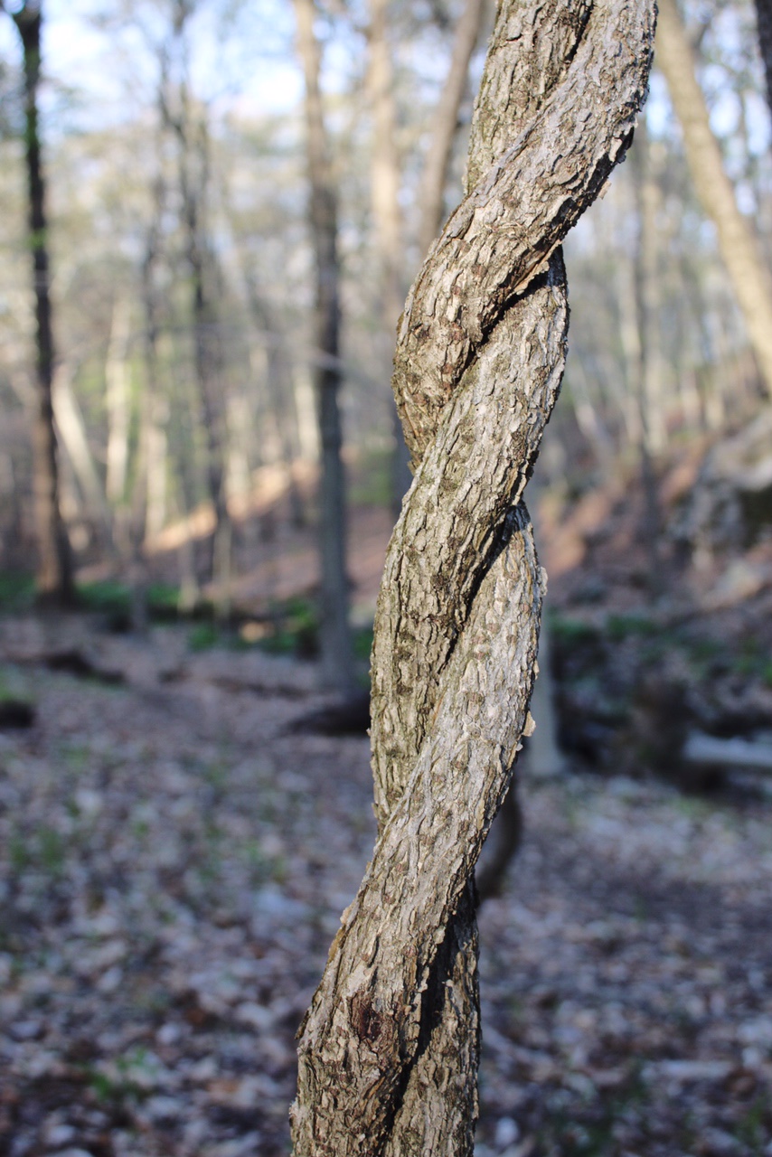 Hiking with kids near Westport and Fairfield Connecticut