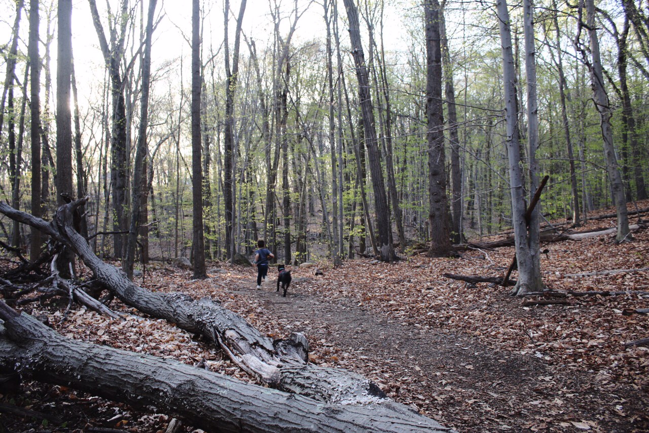 Off the leash in Fairfield Connecticut, Town of Fairfield Mill Hill Open Space May