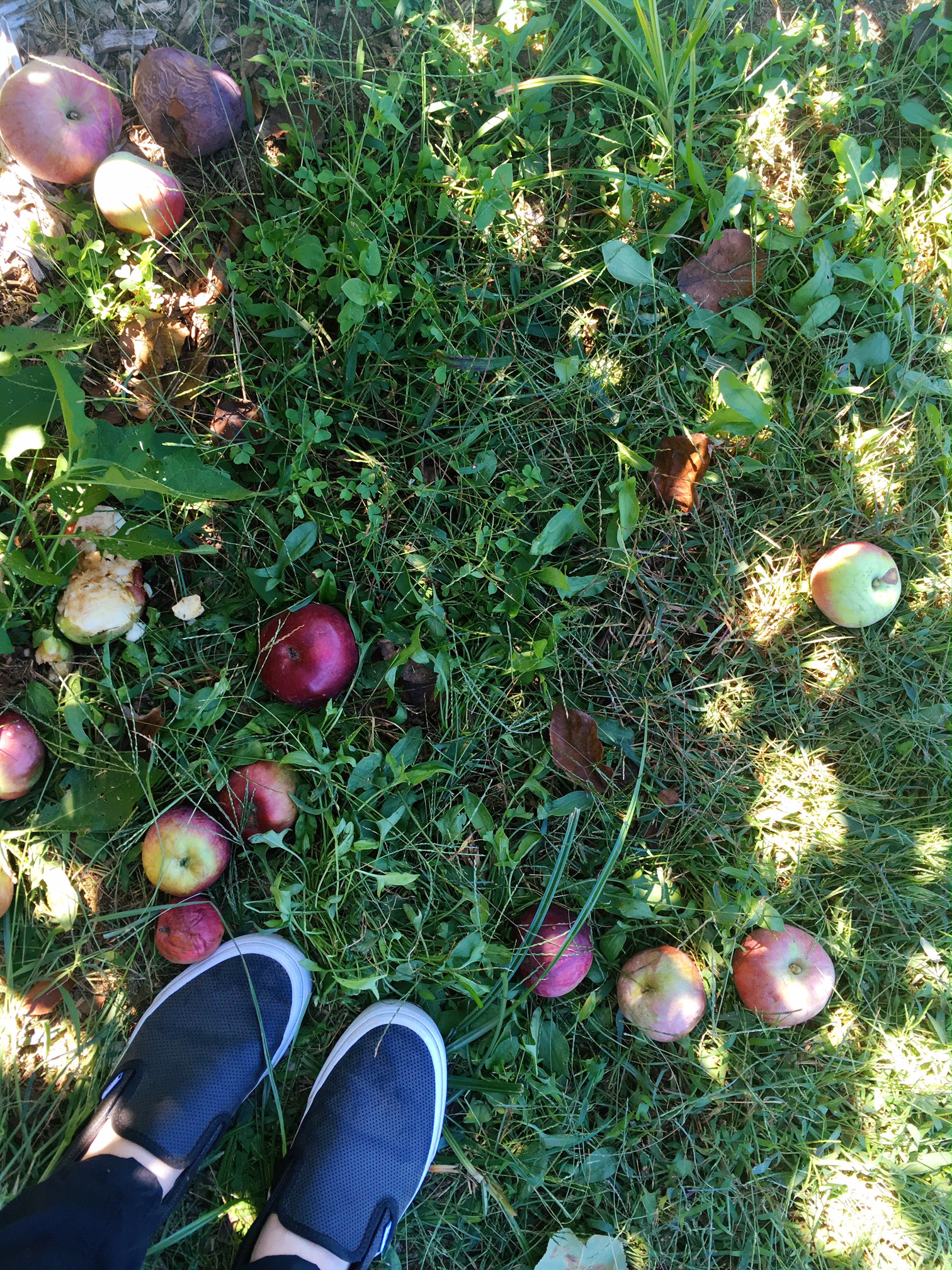 apple-picking-fall-family-fun-in-fairfield-county-connecticut