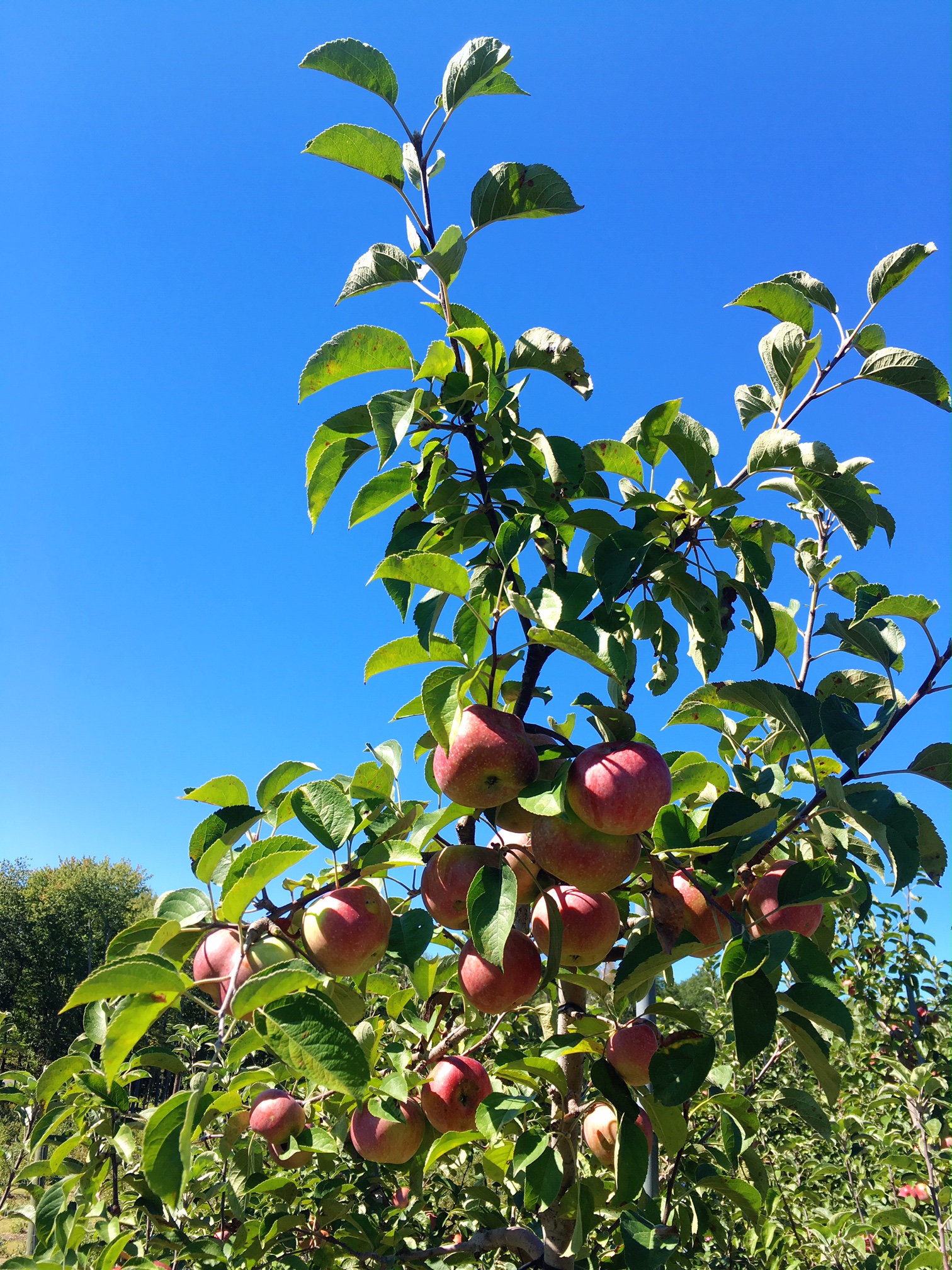 autumn-apple-trees-easton-ct