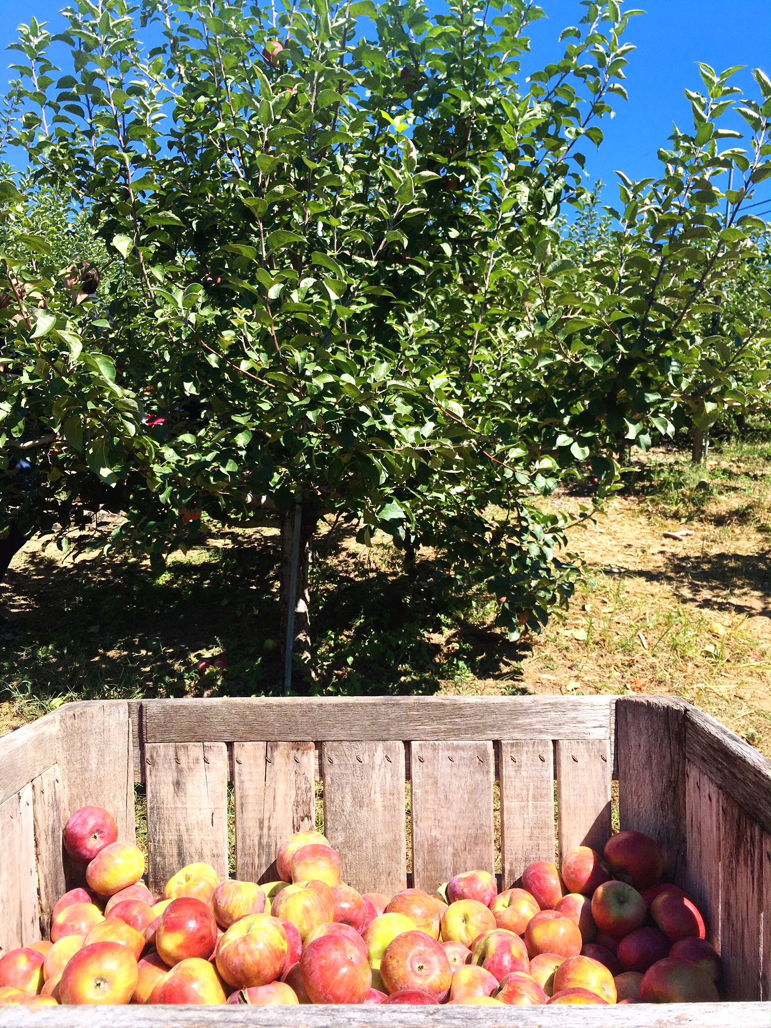 barrels-of-gala-honeycrisp-macintosh-cortland-apples-apple-picking-in-fairfield-county-ct