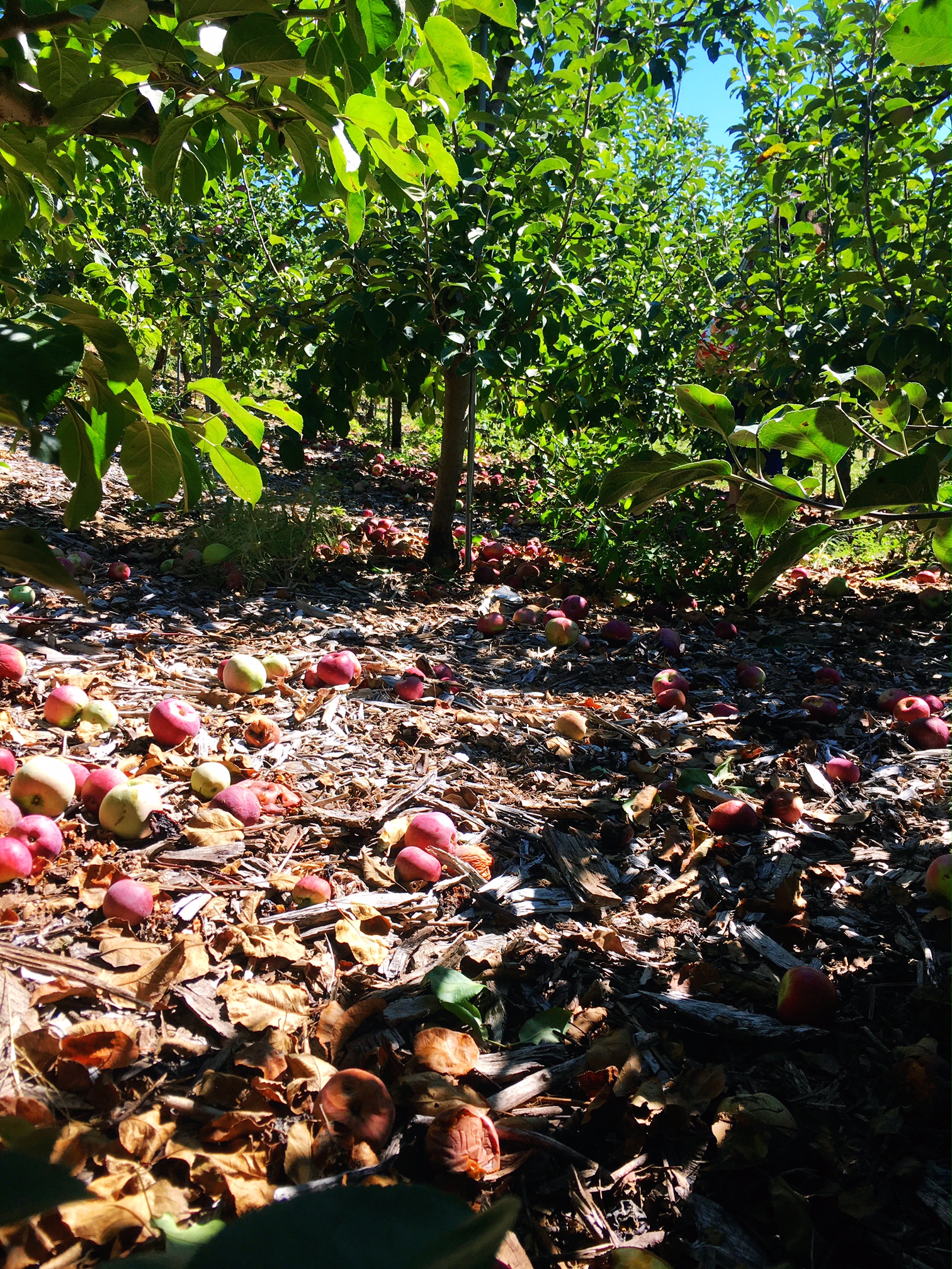 be-an-apple-picker-not-an-apple-dropper