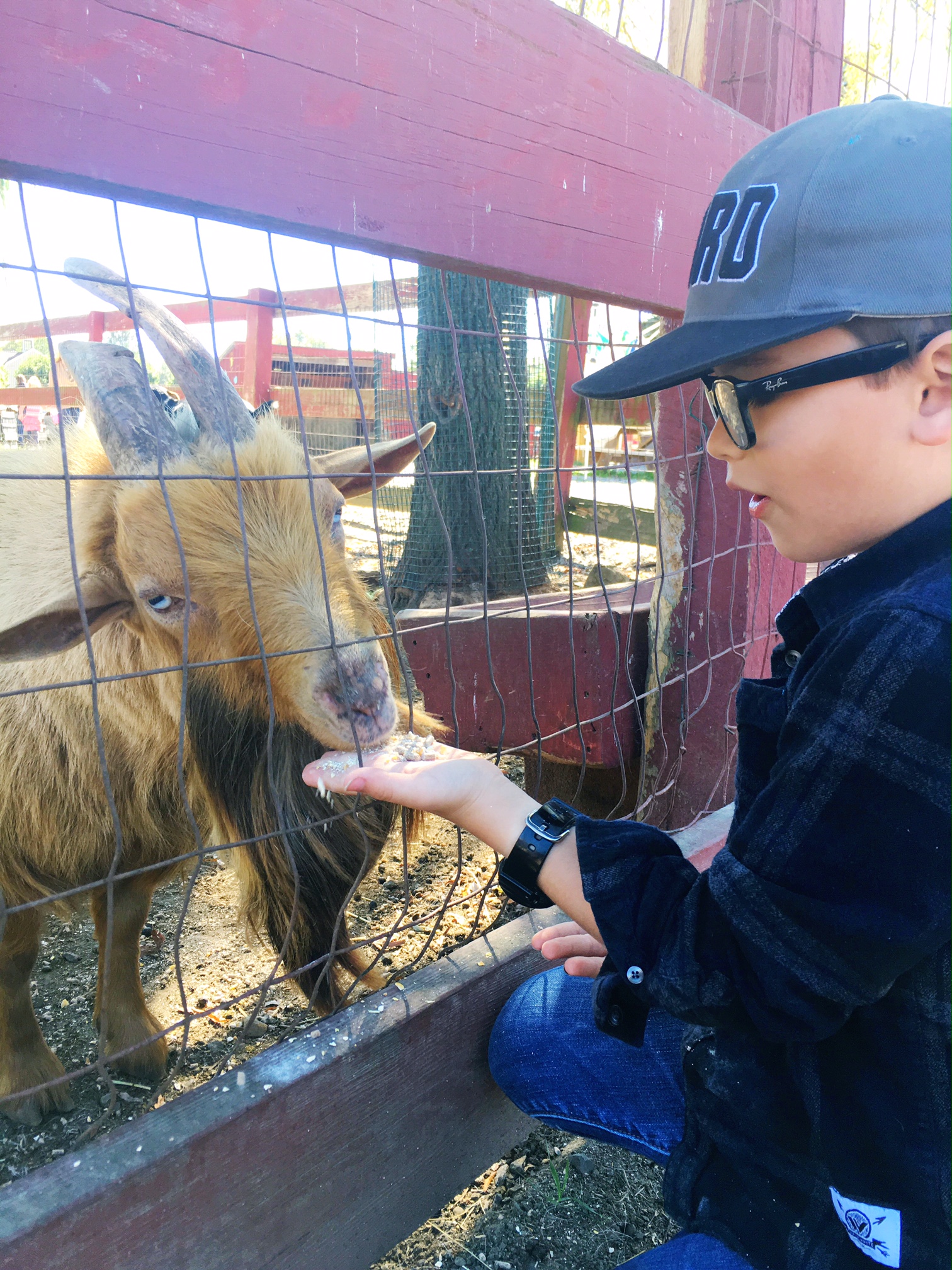 bearded-goat-silvermans-animal-farm-farifield-county-connecticut