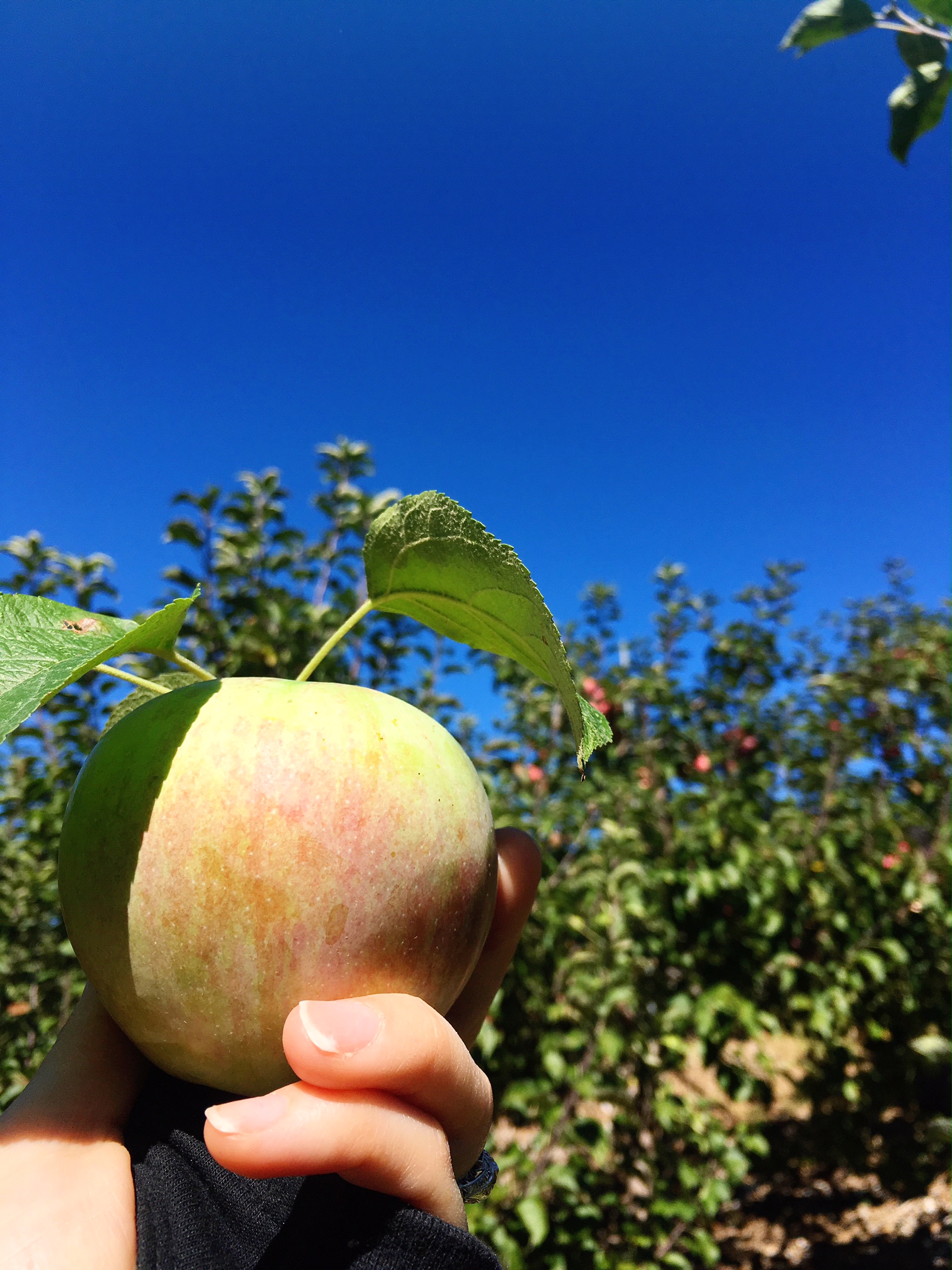 cortland-apple-at-silvermans-farm-in-faircield-county-ct