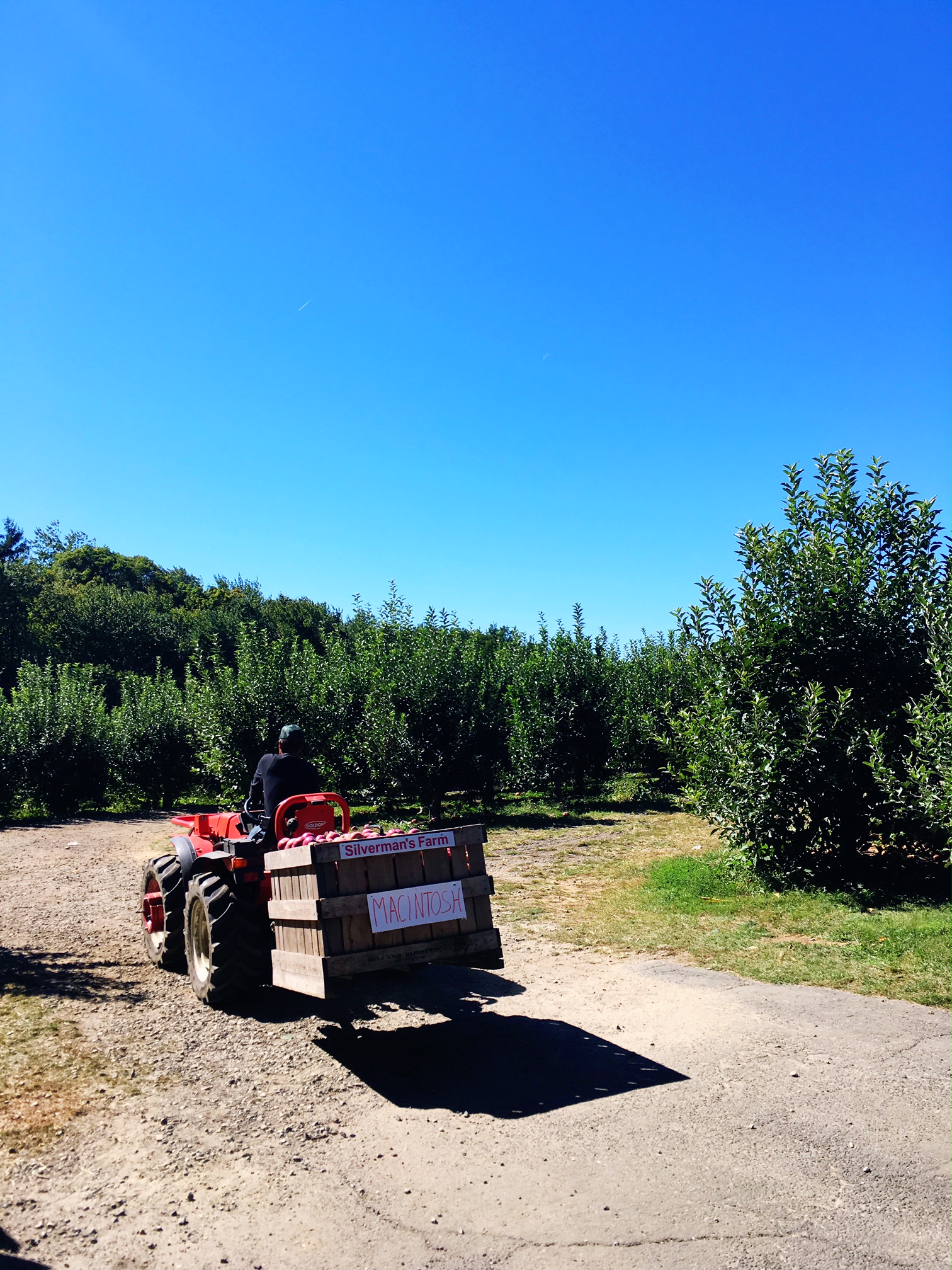 delivering-barrels-of-apples-to-picking-area-easton-ct