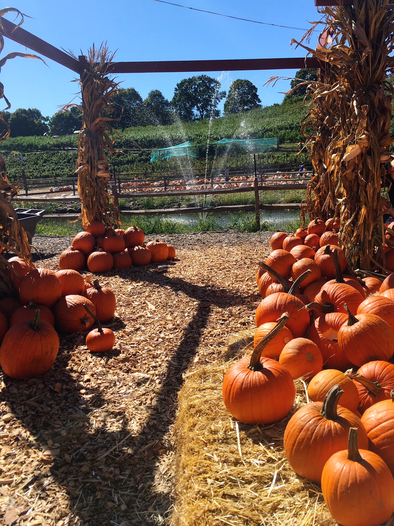 fairfield-county-pumpkin-patch-and-apple-picking