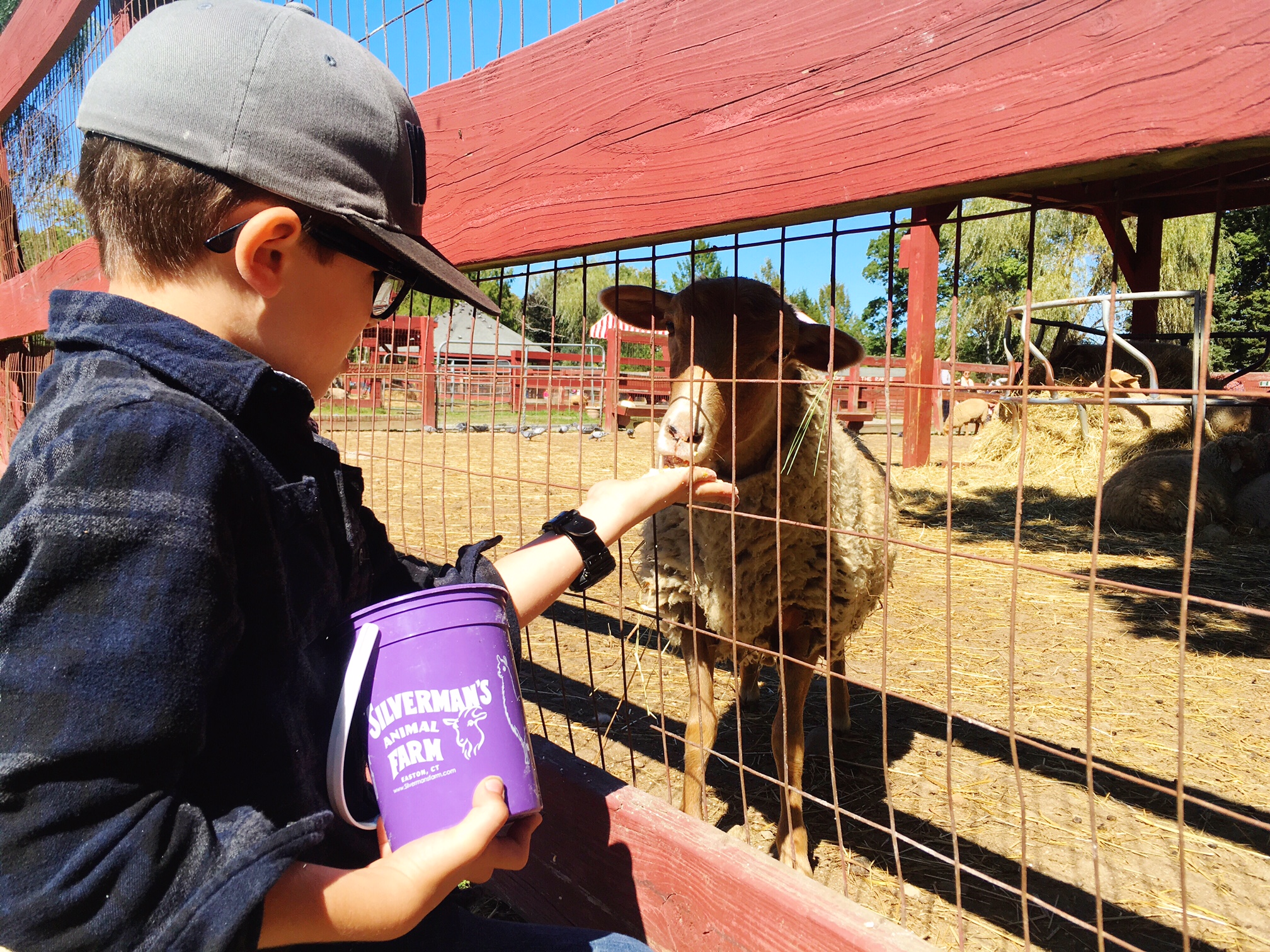 feeding-animals-at-the-petting-zoo-easton-fairfield-county-connecticut