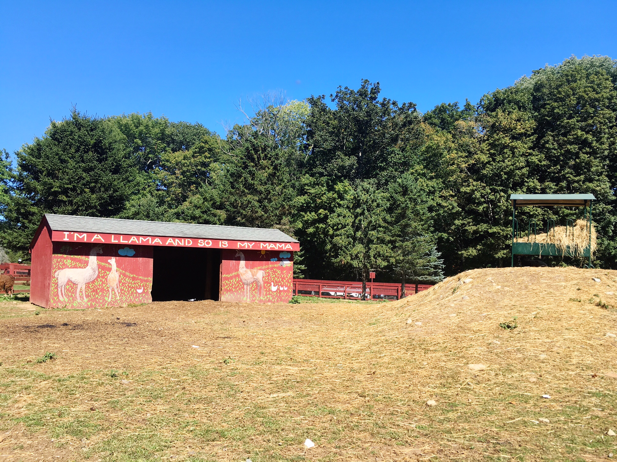 im-a-llama-alpaca-and-sheep-in-silvermans-petting-zoo