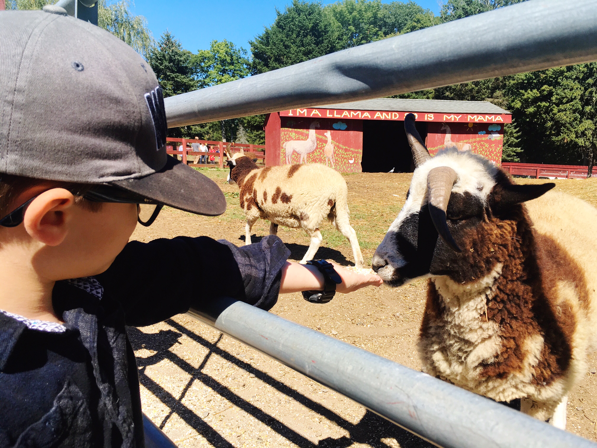 petting-zoo-autumn-in-new-england-connecticut