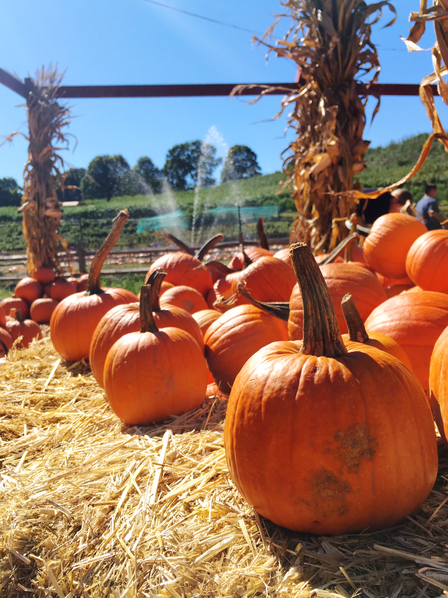 pumpkin-patch-at-silvermans-farm-in-easton-connecticut