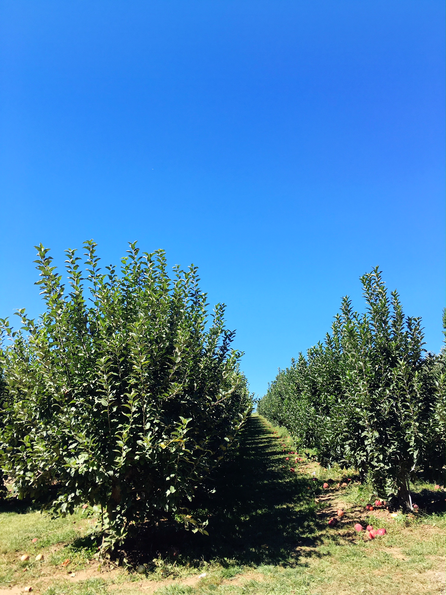 rows-of-macintosh-and-cortland-apples-apple-picking-in-fairfield-county