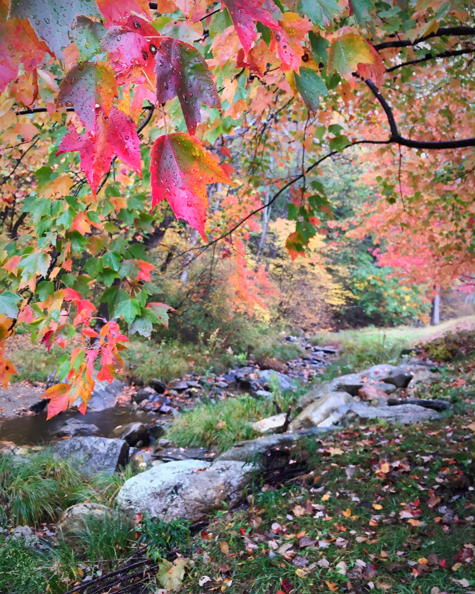 colorful-fall-leaves-in-litchfield-county-connecticut