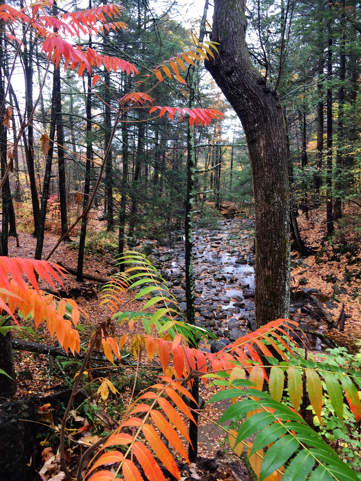 fall-leaves-on-rainy-autumn-day-at-kent-falls-state-park-connecticut