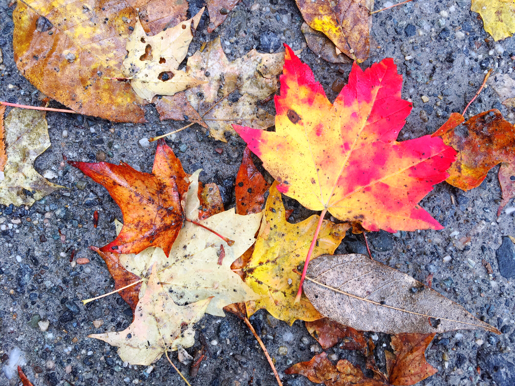 fallen-leaves-autumn-in-litchfield-county-connecticut-kent-falls