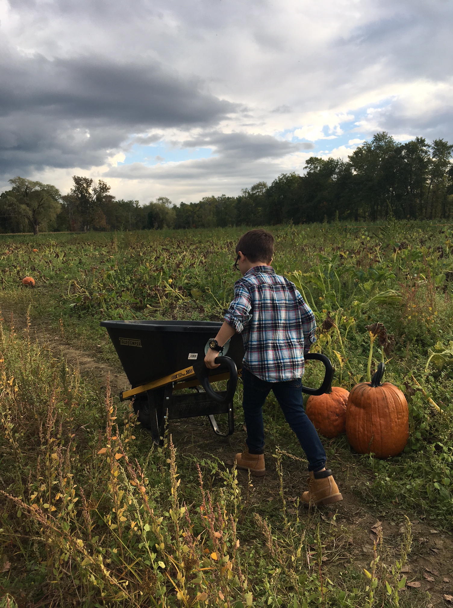 5-pumpkin-picking-in-fairfield-county