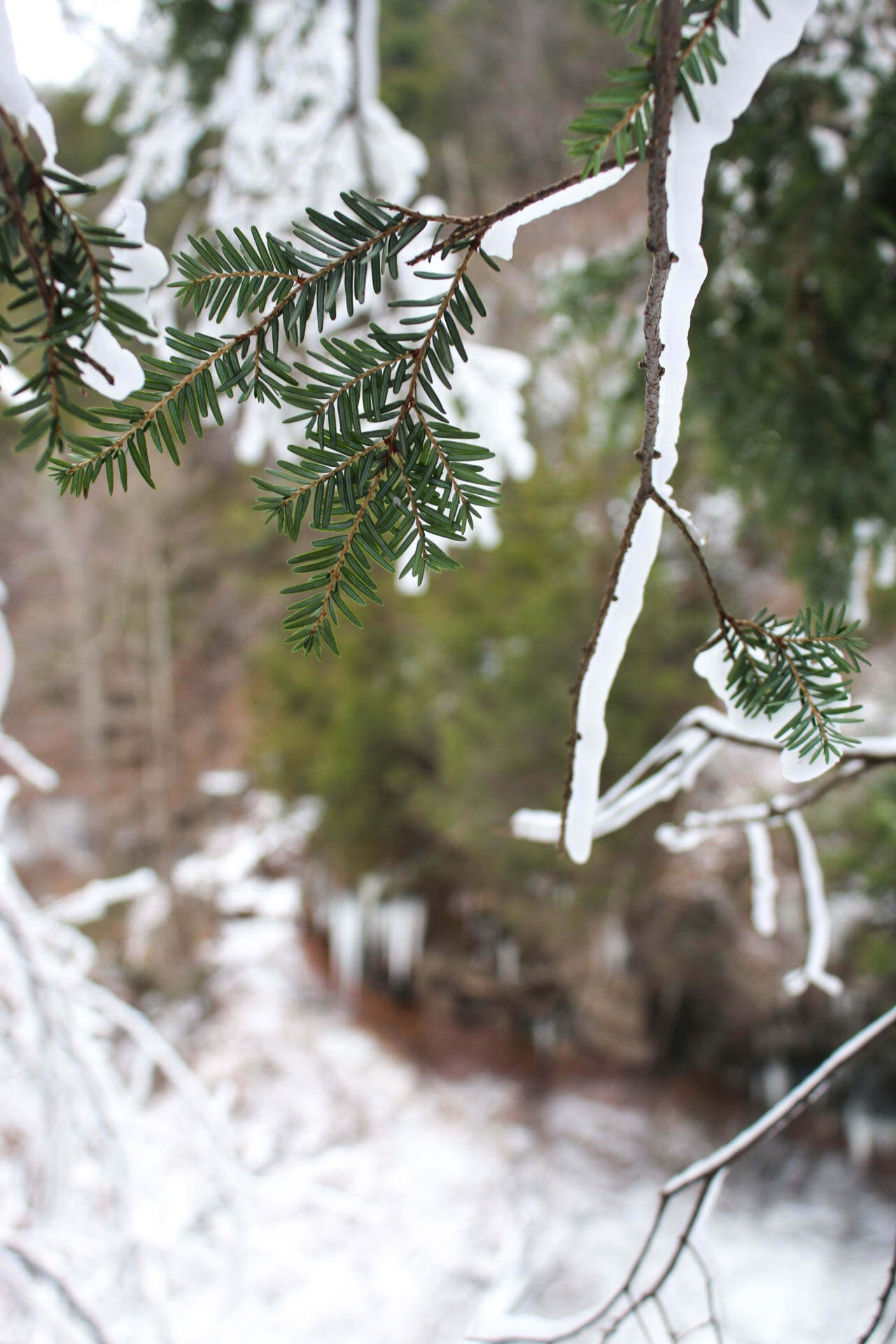 winter-ny-hiking-and-ice-climbing-in-the-catskills-kaaterskill-falls-15